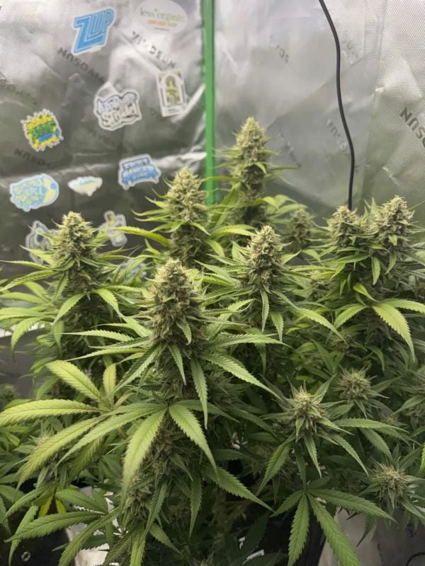 Instagram Pineapple OG Auto