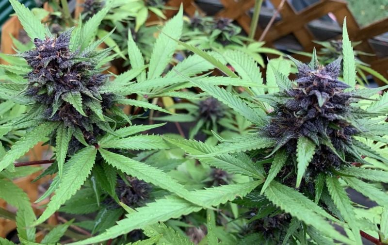 Instagram Purple Lemonade Auto RF3
