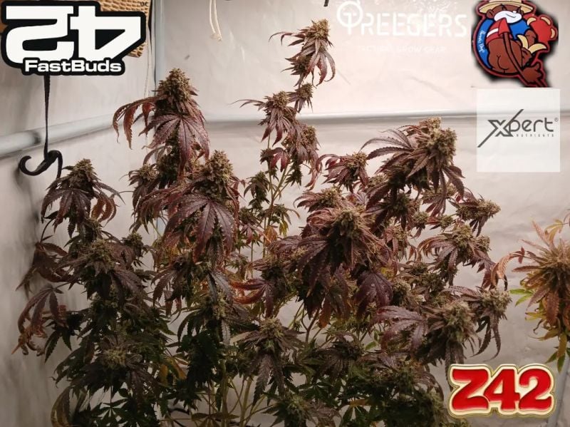 Instagram Z42