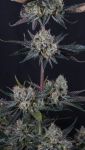 Instagram Guava Runtz Auto™