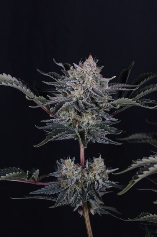 Instagram Mendo Frost Auto
