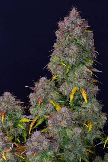 Instagram Cream Cookies Auto