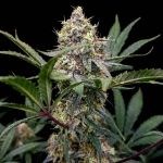 Instagram Guava Sundae Auto™