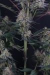 Instagram Lemon Tree Auto™