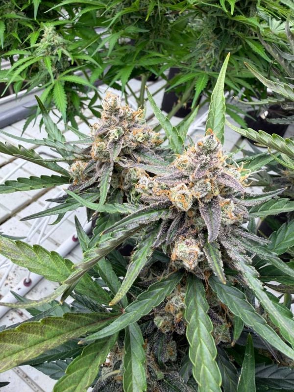 Instagram Big Bud Auto