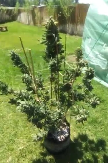 CBD Auto 1:1 (CBD Crack)