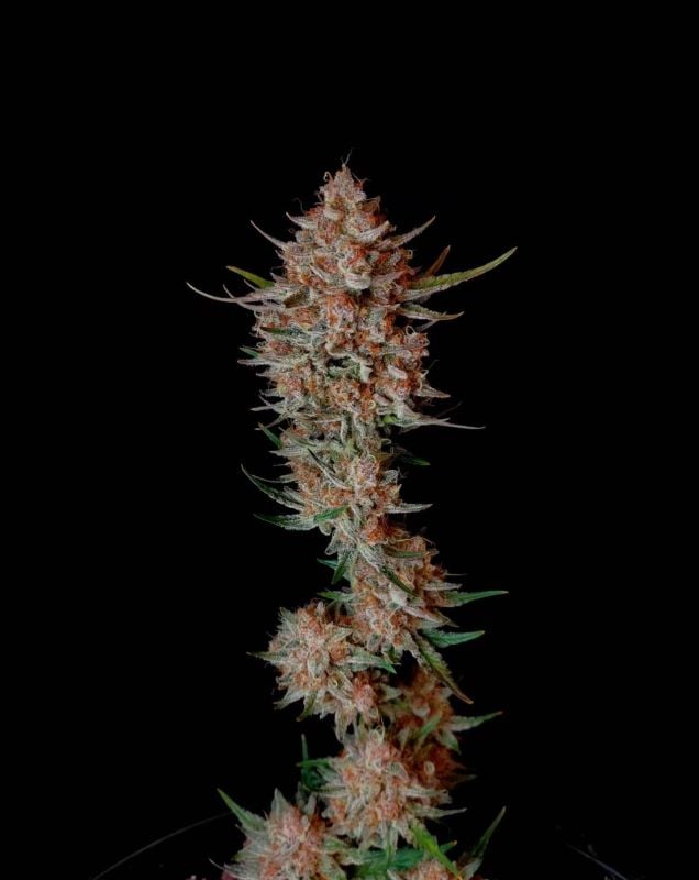 Instagram Guava Sundae Auto
