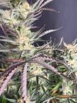 Instagram Blueberry Auto