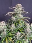 Instagram Blueberry Auto