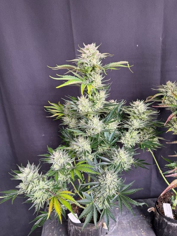 Instagram AK Auto