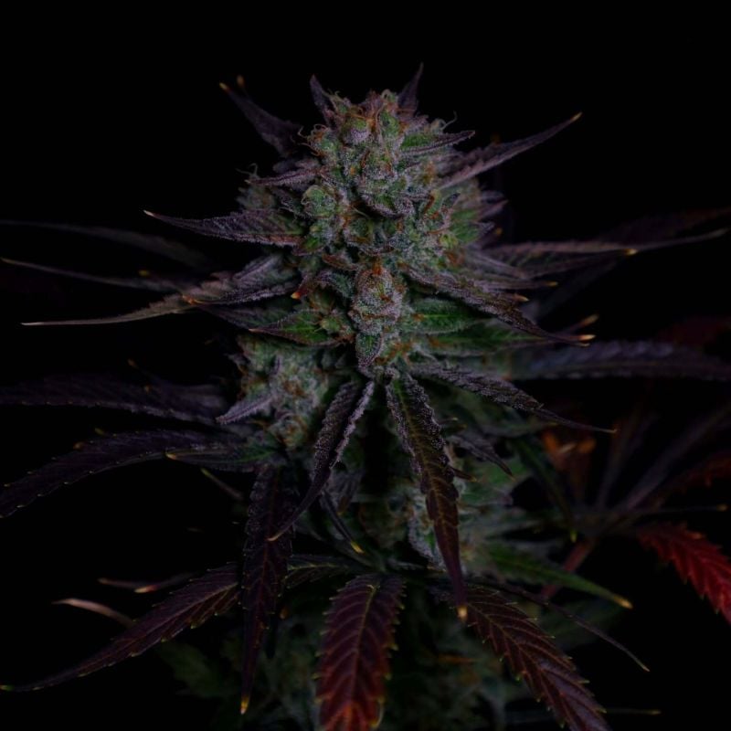 Instagram Banana Guava Auto