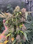 Instagram Mendo Frost Auto™