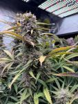 Instagram Pound Cake Auto™