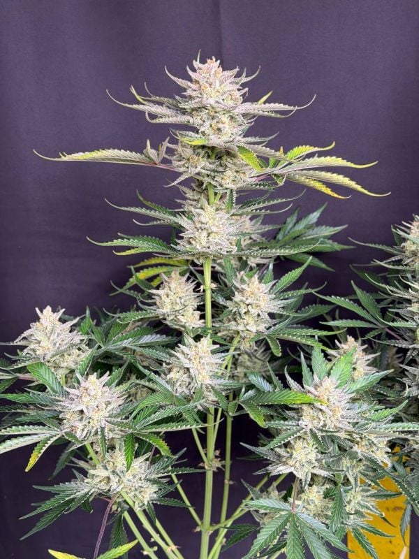 Instagram BubbleGum Auto