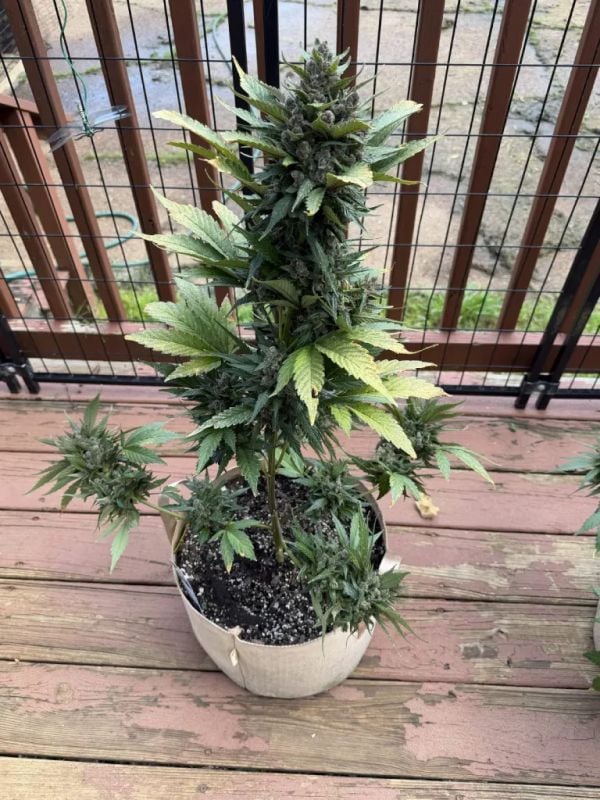 AUTO | Strawberry Gorilla Auto