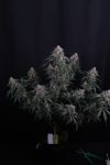 Instagram GMO Auto™