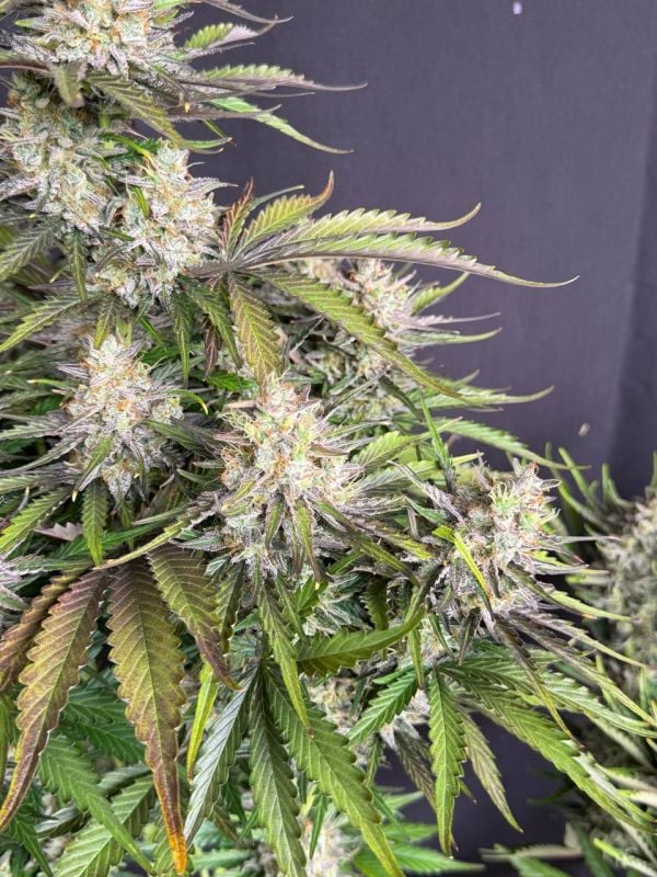 Instagram Trainwreck Auto