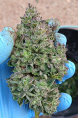 Instagram GG4 Sherbet FF