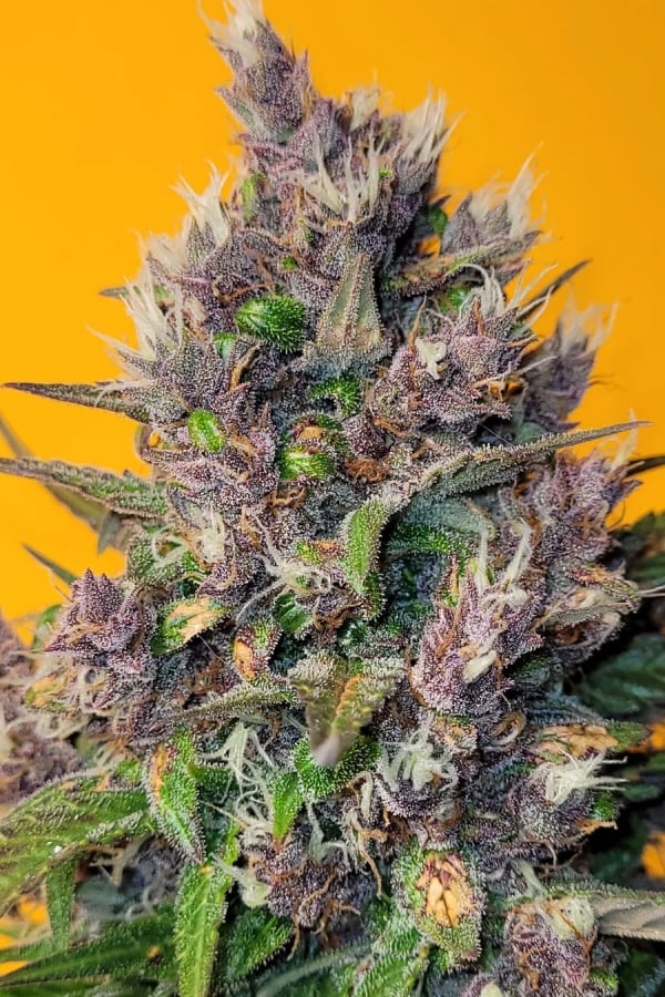 Buy LSD-25 Auto Cannabis Seeds | Fast Buds