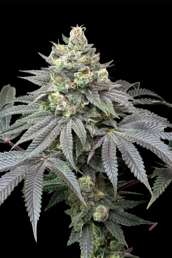 Instagram Lemon Cherry Runtz