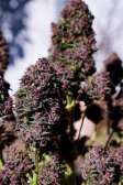Instagram Purple Haze Auto™