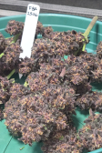 Instagram Purple Haze Auto™