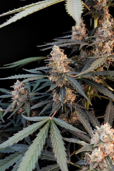 Instagram Northern Lights Auto