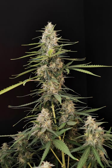 Instagram Sour Diesel Auto