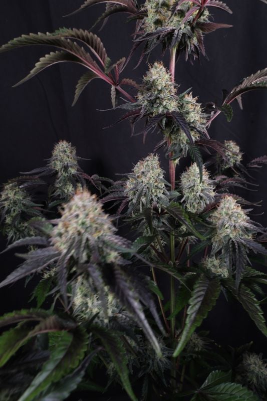 Instagram Sundae Frost Auto