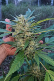 Instagram Tropicana Cookies FF