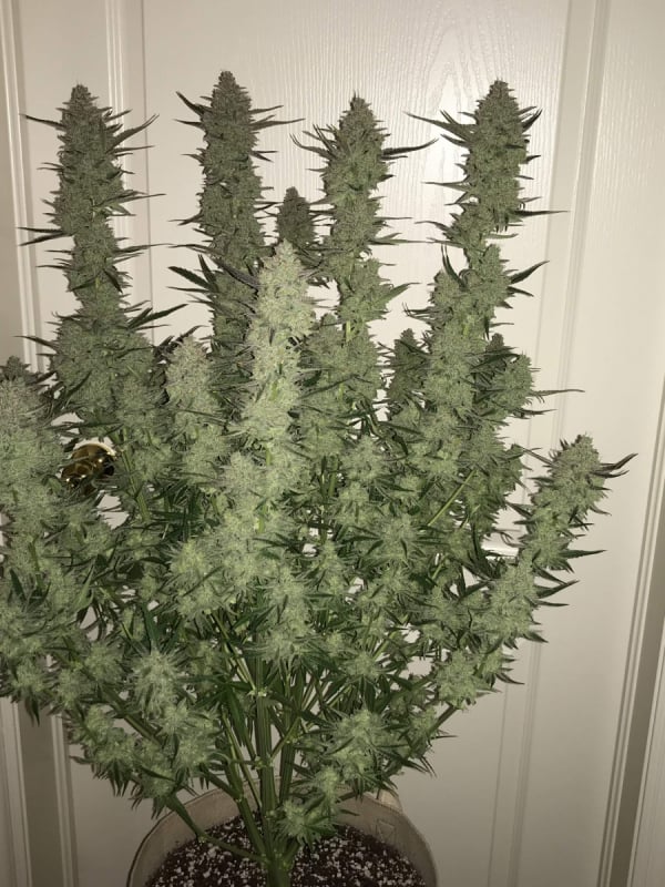 Green Crack Auto Cannabis Seeds – Buy Green Crack Weed Strain | Fast Buds