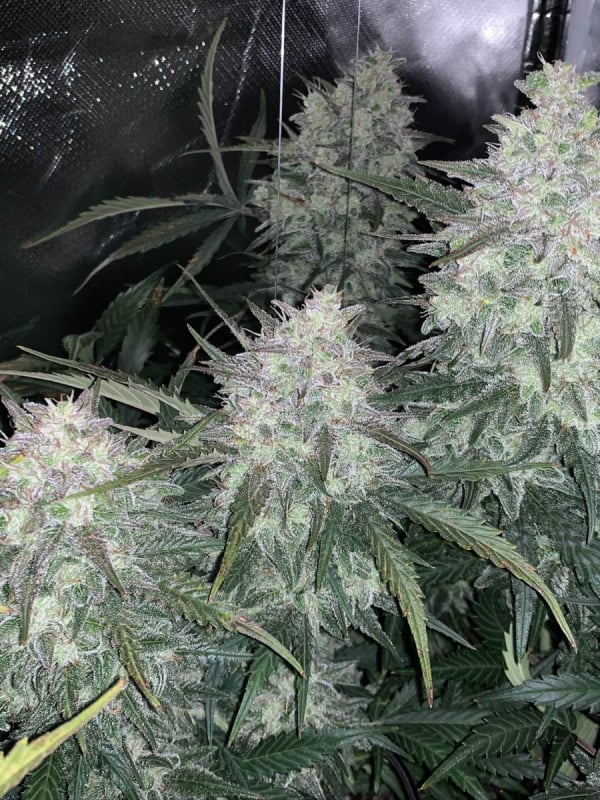 Orange Sherbet Auto Cannabis Seeds – Buy Orange Sherbet Strain | Fast Buds