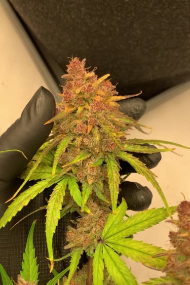 Banana Purple Punch Auto