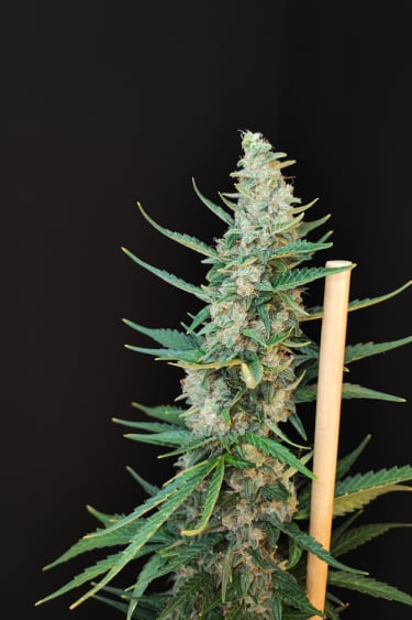 Instagram White Widow Auto