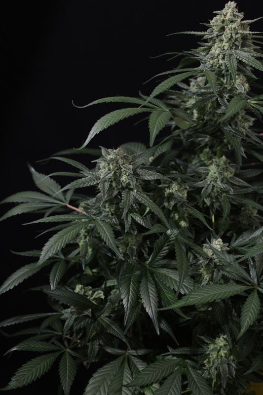 Instagram Banana Frost Auto