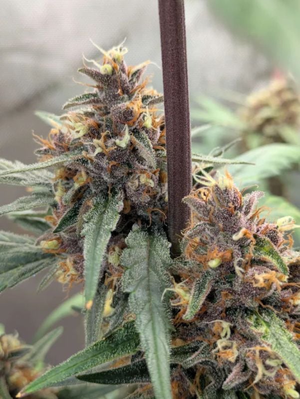 Instagram Guava Auto RF3