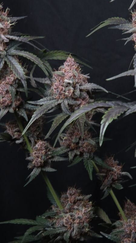 Instagram Mango Cherry Runtz Auto