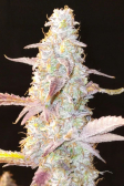 Instagram Gorilla Punch Auto