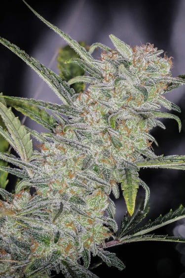 Instagram Trainwreck Auto