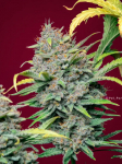 Instagram Strawberry Pie Auto