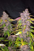 Instagram Blackberry Auto