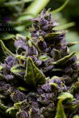 Instagram Blackberry Auto