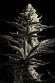 Instagram Gorilla Cookies FF