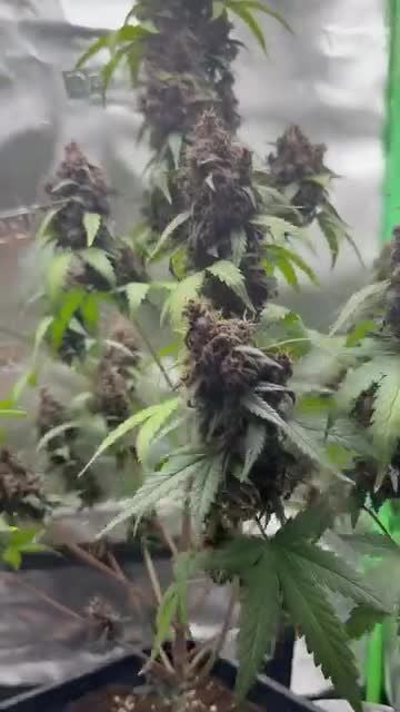 Purple Lemonade Auto RF3 @og_greenfarms IG 19