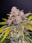 Instagram Strawberry Pie Auto