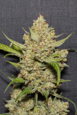 Instagram Gorilla Cookies Auto