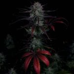 Instagram Banana Guava Auto™