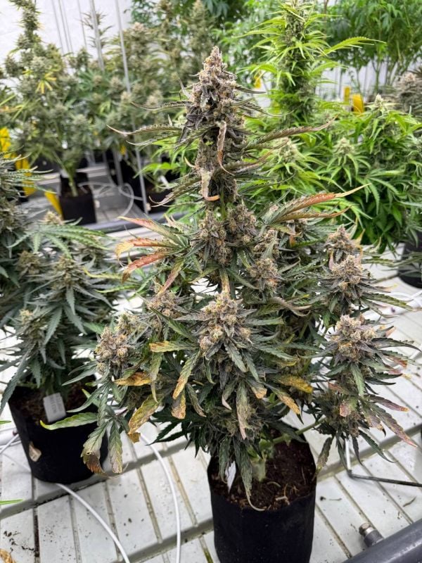 Instagram Big Bud Auto