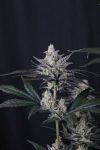 Instagram Mendo Guava Auto™