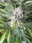 Instagram Cherry Cola Auto RF3™